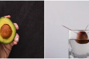 Life hack menanam benih 7 tanaman buah, tak perlu lahan luas