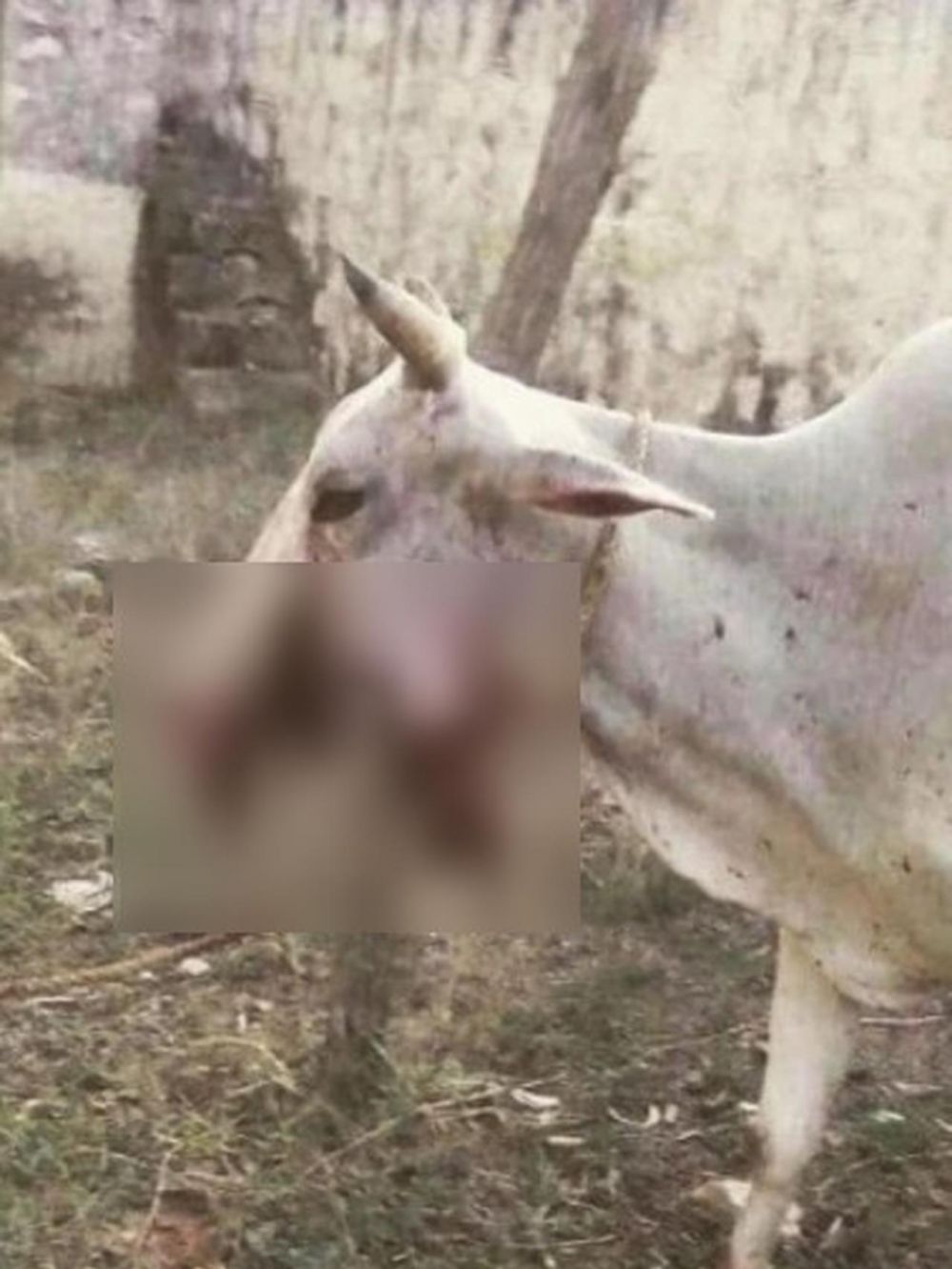 Sapi bunting diberi makan bola gandum berisi petasan, bikin sedih