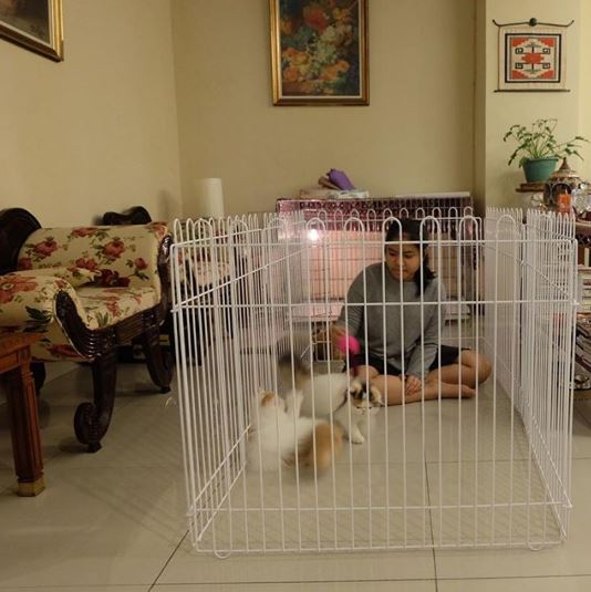 5 Potret hotel kucing milik Tya Ariestya, fasilitasnya lengkap