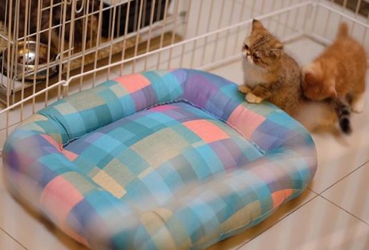 5 Potret hotel kucing milik Tya Ariestya, fasilitasnya lengkap