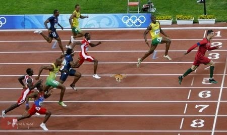 10 Editan foto Cristiano Ronaldo dikejar kucing ini nyeleneh abis