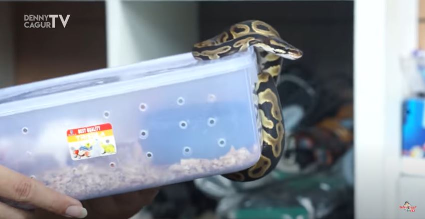 10 Penampakan koleksi ular piton Denny Cagur, seharga puluhan juta
