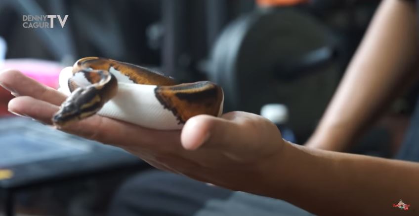 10 Penampakan koleksi ular piton Denny Cagur, seharga puluhan juta