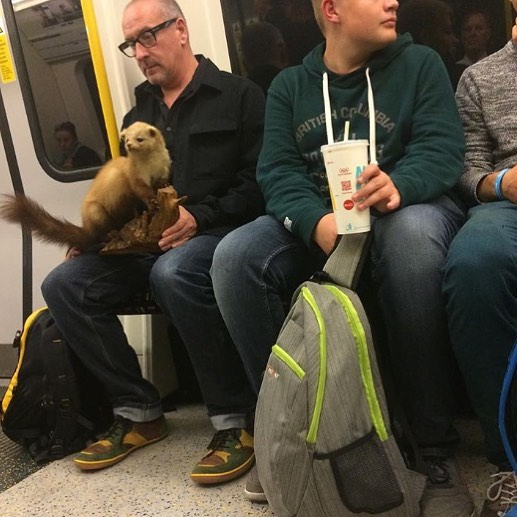 15 Potret lucu penumpang bawa hewan di kereta, ada marmut