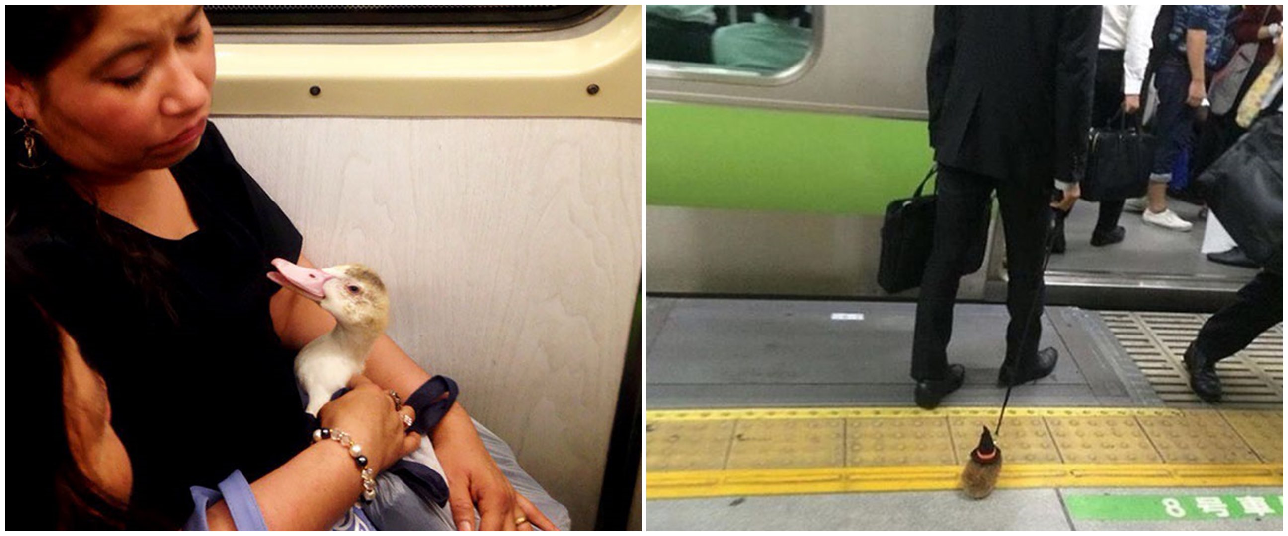 15 Potret lucu penumpang bawa hewan di kereta, ada marmut