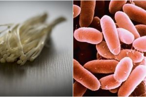 Kementan musnahkan jamur enoki asal Korea Selatan