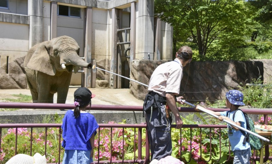 Kisah Mao, gajah patah hati usai ditinggal mati pasangannya