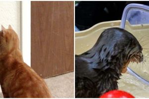 8 Ekspresi kocak binatang saat ngaca, bikin gemas