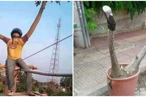 10 Potret tanaman nyeleneh ini menipu mata, bikin lihat dua kali