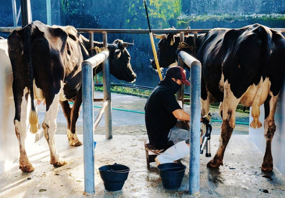 3 Fakta Moon River Dairy, keju asli Indonesia yang bercita rasa lokal