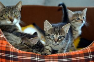 Hasil riset, pria yang menyukai kucing sulit mendapatkan teman kencan