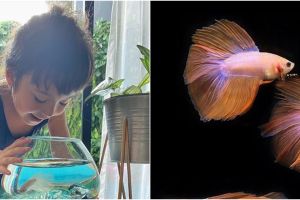 5 Seleb punya hobi pelihara ikan cupang, bentuknya unik banget