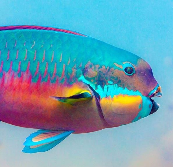6 Jenis ikan ini memiliki bentuk unik, ada yang bibirnya mirip manusia