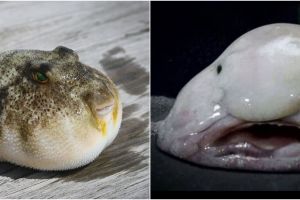 6 Jenis ikan ini memiliki bentuk unik, ada yang bibirnya mirip manusia