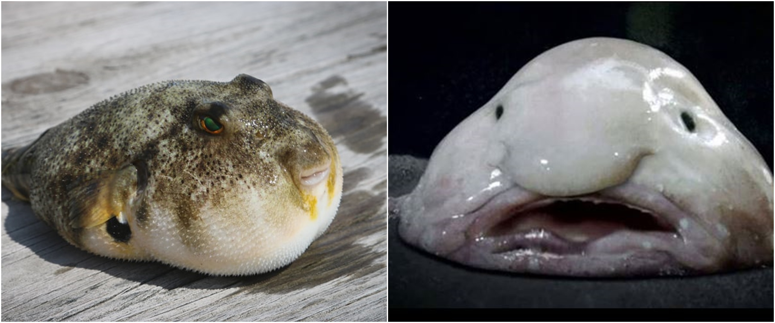 6 Jenis ikan ini memiliki bentuk unik, ada yang bibirnya mirip manusia