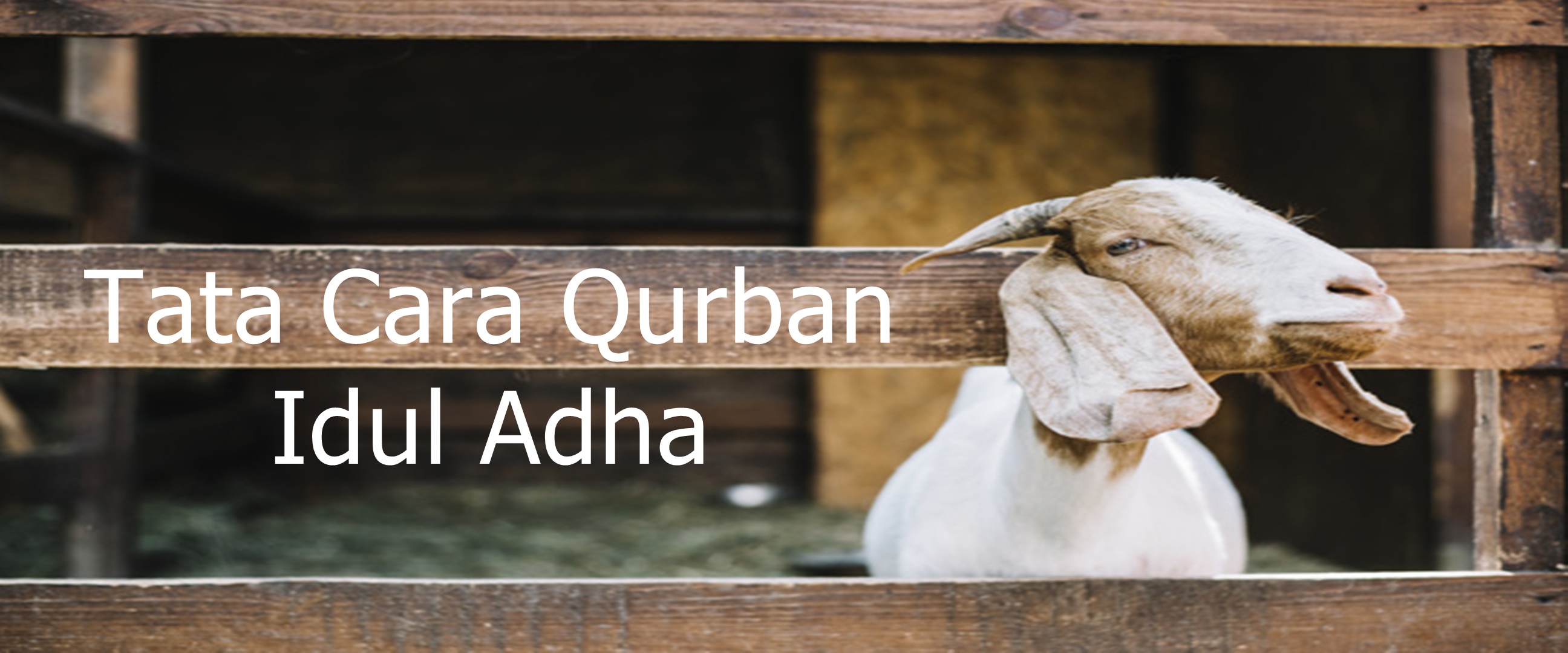 Tata cara qurban pada hari raya Idul Adha, lengkap, mudah dipahami