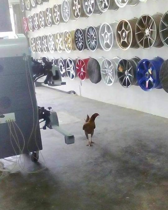 10 Momen absurd hewan di tempat umum ini bikin pengen ketawa