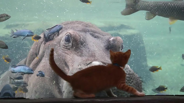 10 Momen lucu ketika hewan peliharaan diajak ke kebun binatang