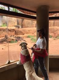 10 Momen lucu ketika hewan peliharaan diajak ke kebun binatang