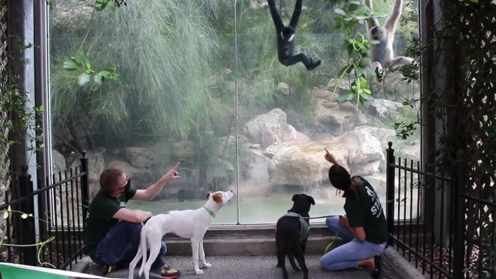 10 Momen lucu ketika hewan peliharaan diajak ke kebun binatang