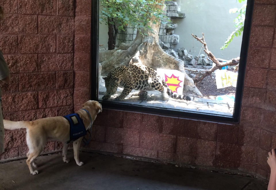 10 Momen lucu ketika hewan peliharaan diajak ke kebun binatang