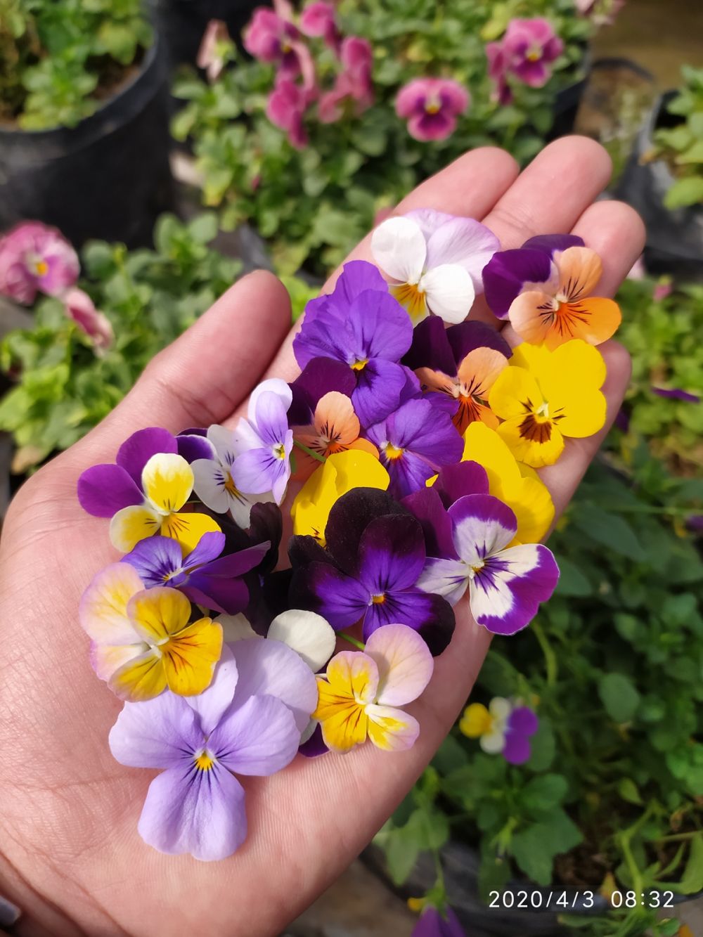 Edible flower, sentuhan estetis bunga pada kuliner Nusantara