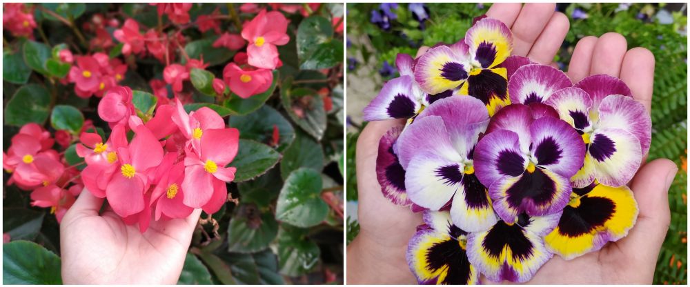 Edible flower, sentuhan estetis bunga pada kuliner Nusantara