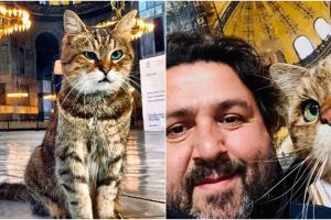 7 Potret bukti kucing Gli jadi idola pengunjung Hagia Sophia