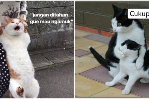10 Meme lucu kucing lagi marah ini bikin susah tahan tawa