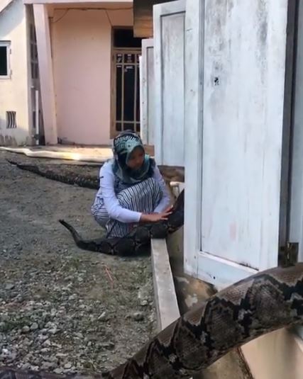 Tanpa rasa takut, ini 7 potret gadis pelihara 6 ular piton besar