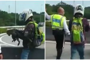 Aksi heroik pengendara bantu selamatkan monyet di jalan, bikin salut