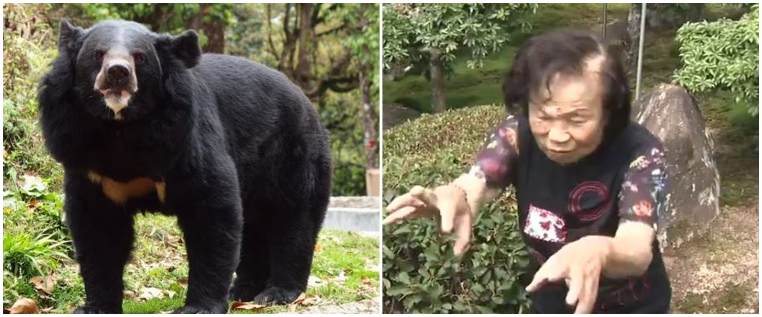 Diserang beruang liar, aksi nenek 82 tahun ini bikin melongo