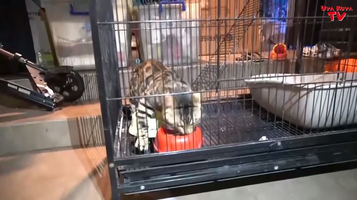 10 Potret kucing Rieta Amilia bercorak unik, ditawar Rp 600 juta