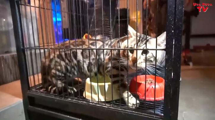 10 Potret kucing Rieta Amilia bercorak unik, ditawar Rp 600 juta