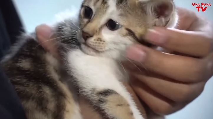 10 Potret kucing Rieta Amilia bercorak unik, ditawar Rp 600 juta
