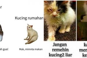 10 Meme beda nasib kucing kampung dan rumahan, kocak