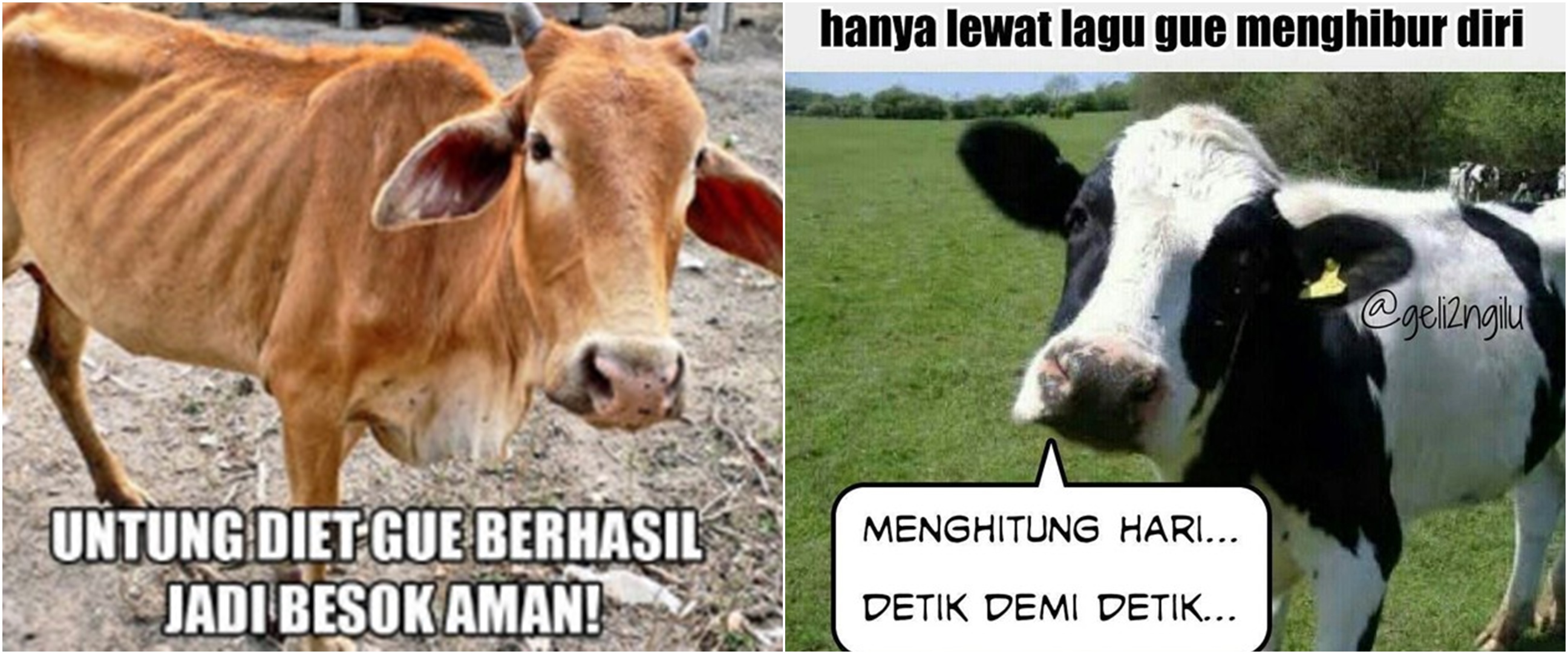 10 Meme lucu 'perasaan sapi' jelang Idul Adha ini bikin senyum tipis
