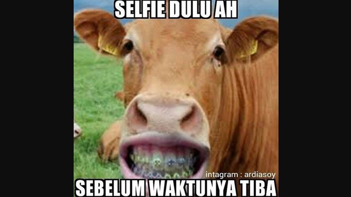 10 Meme lucu perasaan sapi jelang Idul Adha ini bikin 