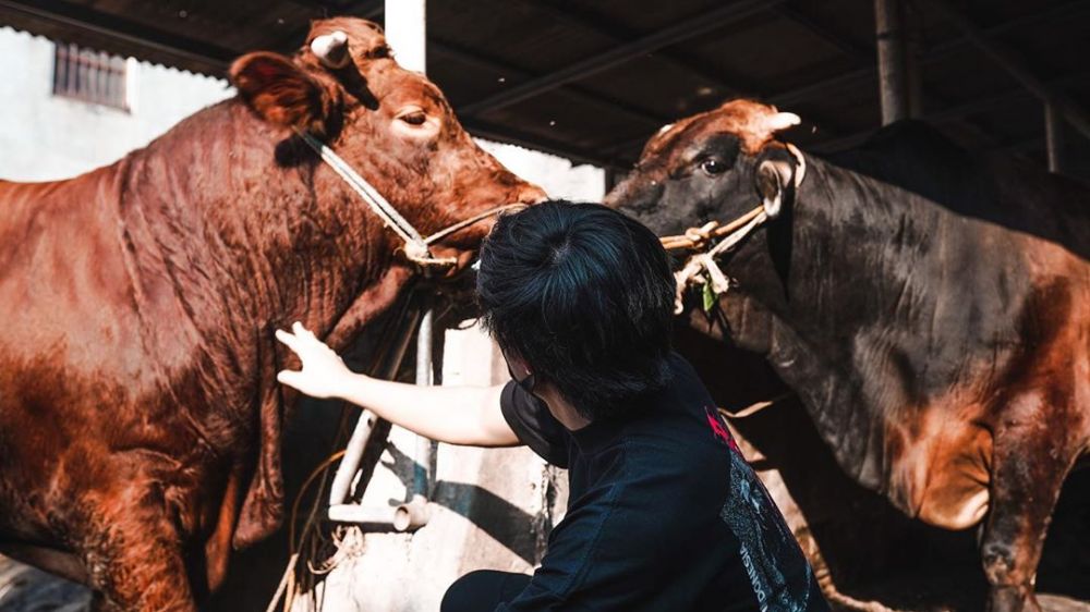 Momen 4 seleb berburu hewan kurban, ada yang borong 2 sapi