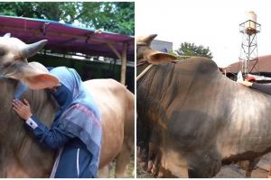 Momen lucu 3 seleb saat Idul Adha, hewan kurbannya dikasih nama lucu