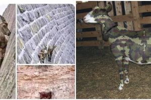 10 Meme lucu cara kambing kabur dari jagal ini bikin senyum merekah