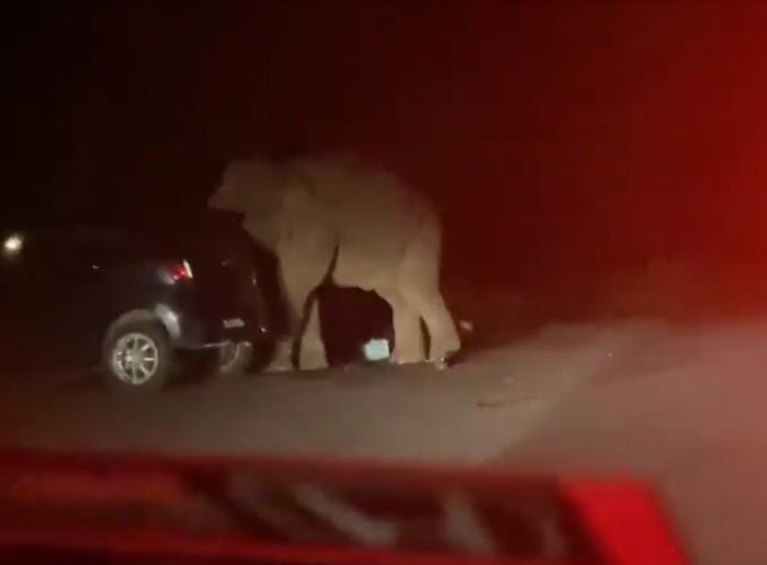 Viral video gajah mengamuk & rusak mobil di jalan, ini penyebabnya