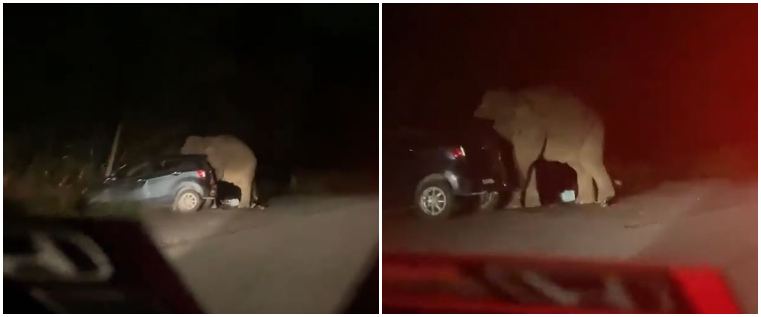 Viral video gajah mengamuk & rusak mobil di jalan, ini penyebabnya