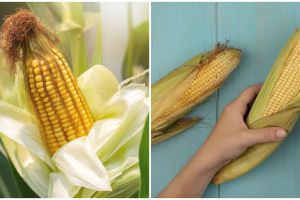16 Manfaat jagung untuk kesehatan dan kecantikan, cegah anemia 