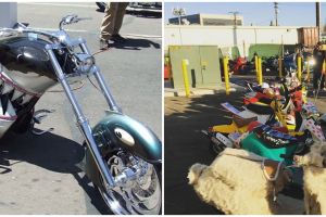 17 Modifikasi sepeda motor tema binatang, desainnya nyeleneh