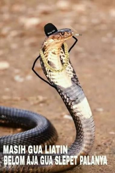 8 Meme lucu tentang ular ini bikin tepuk jidat