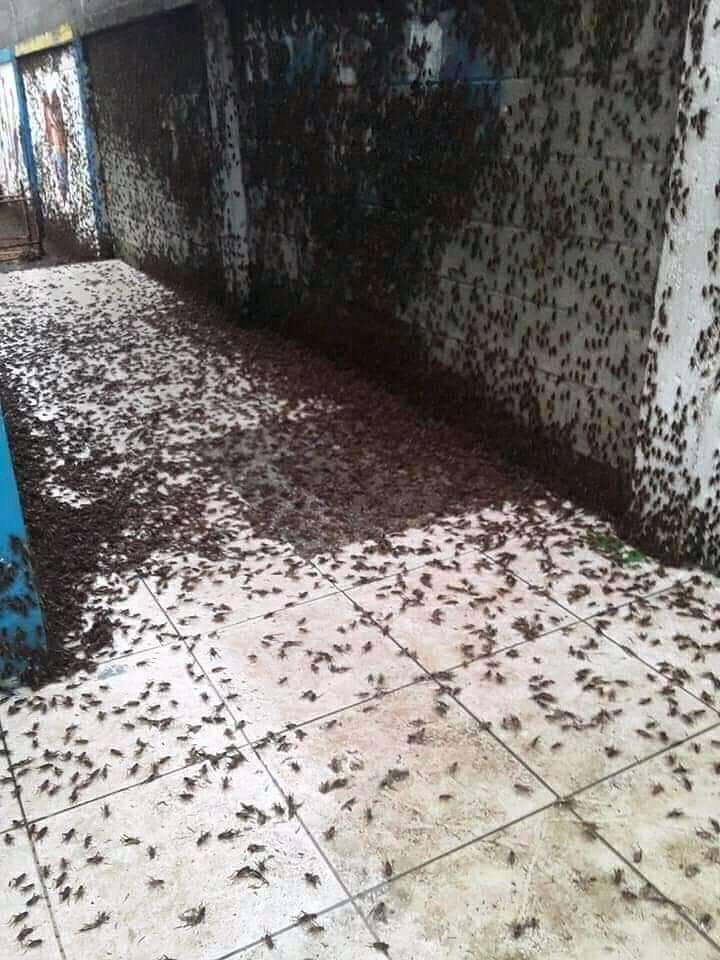 Viral potret sekolah yang lama tak terpakai, penuh jangkrik