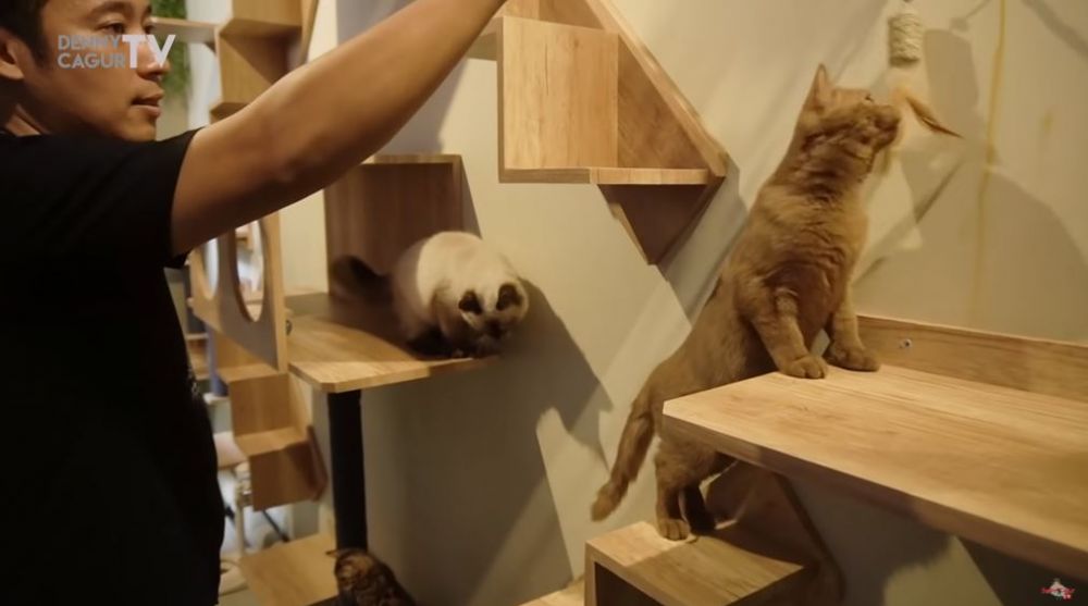 10 Potret rumah kucing milik Denny Cagur, fasilitasnya bikin takjub