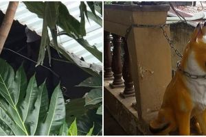 10 Penampakan hewan peliharaan ini menipu mata, bikin lihat dua kali