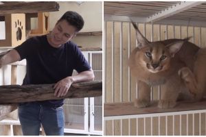 Potret rumah kucing milik 5 seleb, luas dan fasilitasnya lengkap